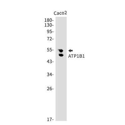 ATP1B1 Rabbit Monoclonal Antibody | 兔单抗 | EnkiLife恩玑生命