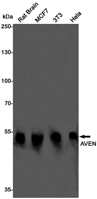 AVEN Rabbit Monoclonal Antibody | 兔单抗 | EnkiLife恩玑生命
