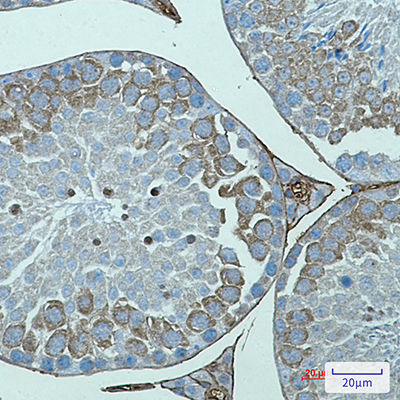 AVEN Rabbit Monoclonal Antibody | 兔单抗 | EnkiLife恩玑生命