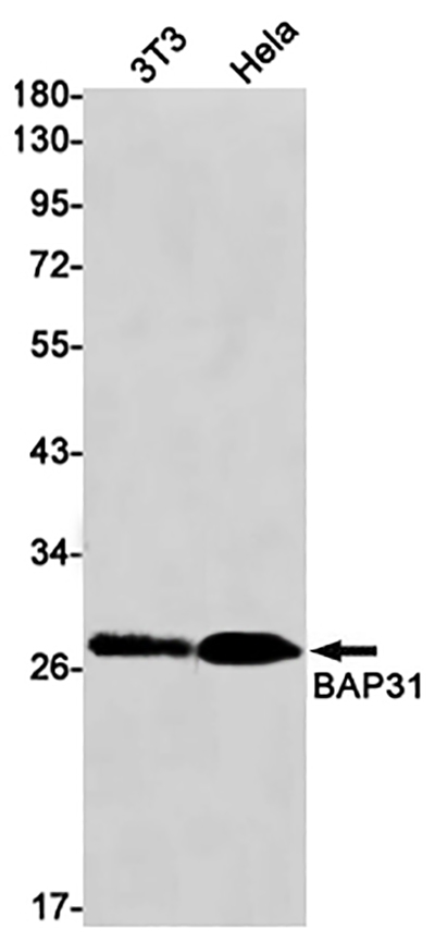 BAP31 Rabbit Monoclonal Antibody | 兔单抗 | EnkiLife恩玑生命