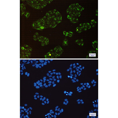 BAP31 Rabbit Monoclonal Antibody | 兔单抗 | EnkiLife恩玑生命