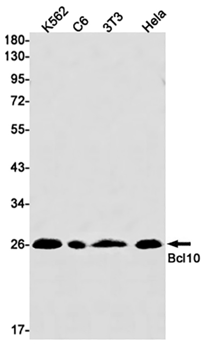 Bcl10 Rabbit Monoclonal Antibody | 兔单抗 | EnkiLife恩玑生命
