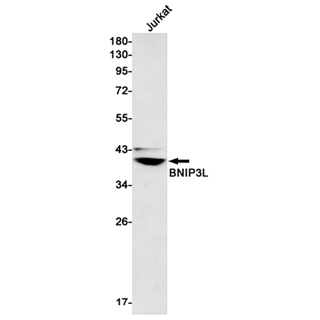 BNIP3L Rabbit Monoclonal Antibody | 兔单抗 | EnkiLife恩玑生命