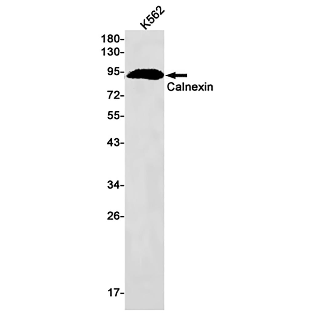 Calnexin Rabbit Monoclonal Antibody | 兔单抗 | EnkiLife恩玑生命