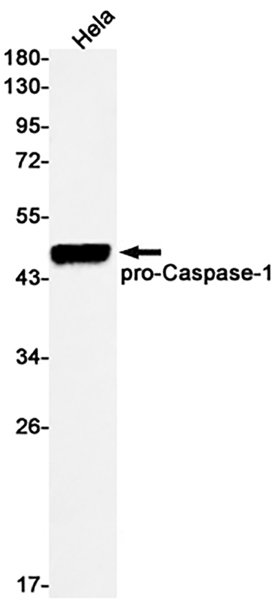 Caspase 1 Rabbit Monoclonal Antibody | 兔单抗 | EnkiLife恩玑生命