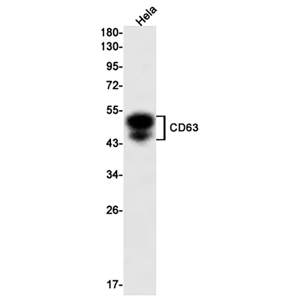CD63 Rabbit Monoclonal Antibody | 兔单抗 | EnkiLife恩玑生命