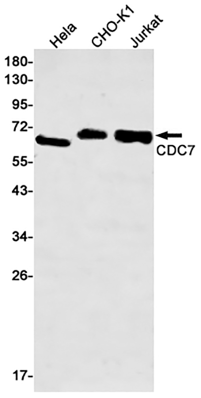 CDC7 Rabbit Monoclonal Antibody | 兔单抗 | EnkiLife恩玑生命