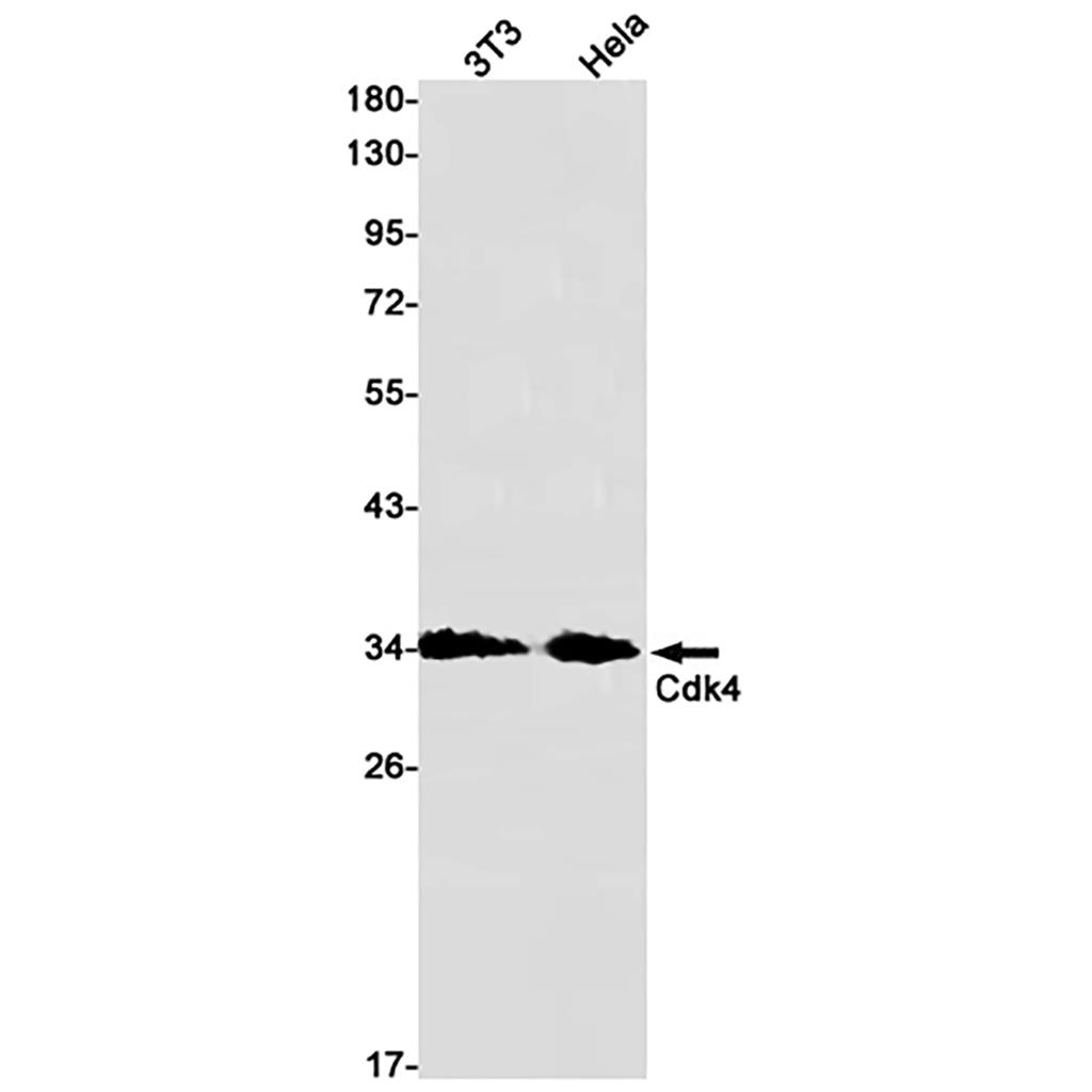 CDK4 Rabbit Monoclonal Antibody | 兔单抗 | EnkiLife恩玑生命