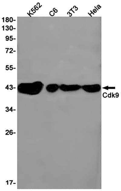 CDK9 Rabbit Monoclonal Antibody | 兔单抗 | EnkiLife恩玑生命