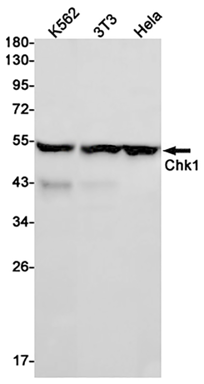 Chk1 Rabbit Monoclonal Antibody | 兔单抗 | EnkiLife恩玑生命