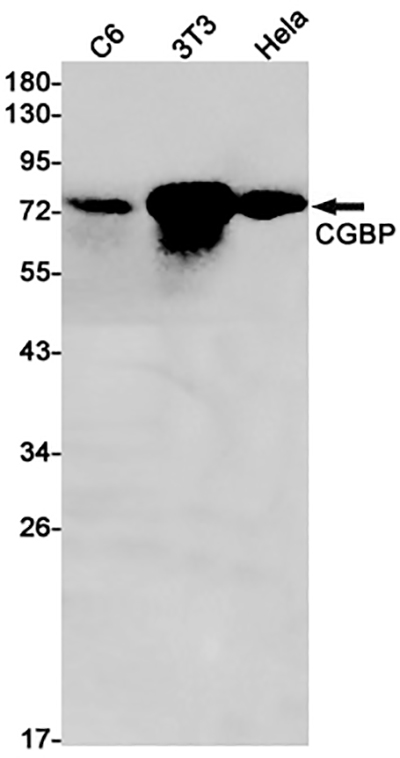 Chk1 Rabbit Monoclonal Antibody | 兔单抗 | EnkiLife恩玑生命