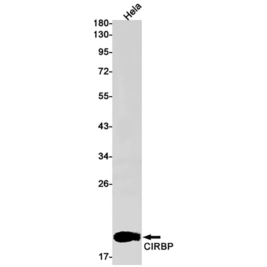 CIRBP Rabbit Monoclonal Antibody | 兔单抗 | EnkiLife恩玑生命
