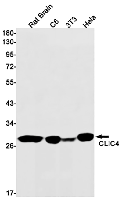 CLIC4 Rabbit Monoclonal Antibody | 兔单抗 | EnkiLife恩玑生命