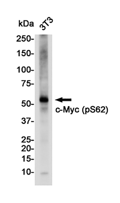Phospho-c-Myc (Ser62) Rabbit Monoclonal Antibody | 兔单抗 | EnkiLife恩玑生命