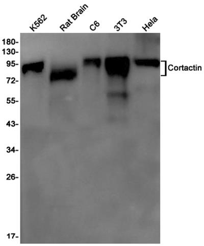 Cortactin Rabbit Monoclonal Antibody | 兔单抗 | EnkiLife恩玑生命
