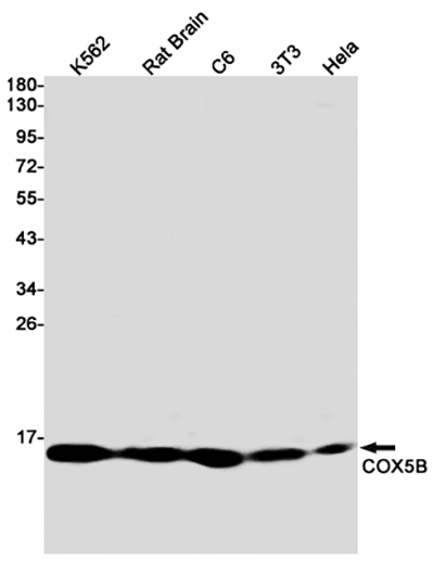 COX5B Rabbit Monoclonal Antibody | 兔单抗 | EnkiLife恩玑生命