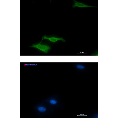 COX5B Rabbit Monoclonal Antibody | 兔单抗 | EnkiLife恩玑生命