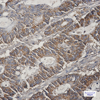 COX5B Rabbit Monoclonal Antibody | 兔单抗 | EnkiLife恩玑生命
