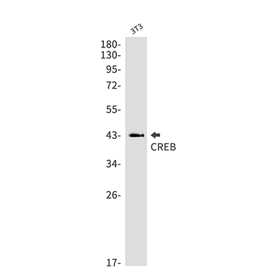 CREB Rabbit Monoclonal Antibody | 兔单抗 | EnkiLife恩玑生命
