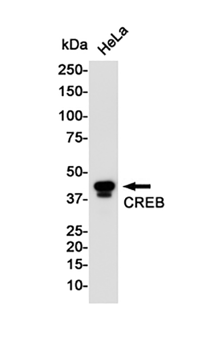 CREB Rabbit Monoclonal Antibody | 兔单抗 | EnkiLife恩玑生命