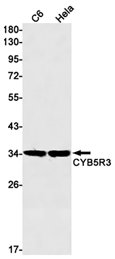 CYB5R3 Rabbit Monoclonal Antibody | 兔单抗 | EnkiLife恩玑生命