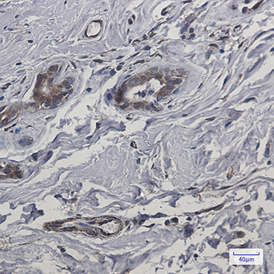 CYB5R3 Rabbit Monoclonal Antibody | 兔单抗 | EnkiLife恩玑生命