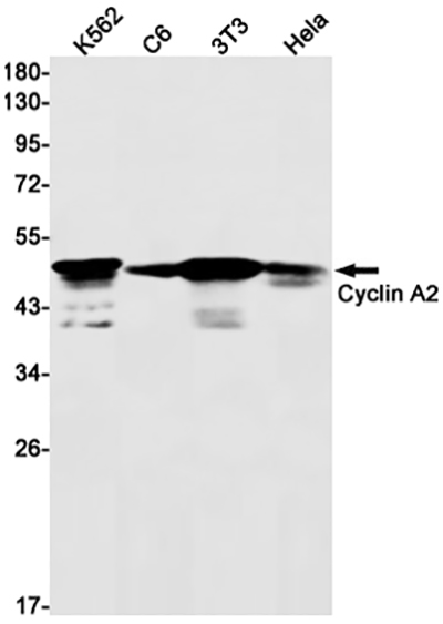 Cyclin A2 Rabbit Monoclonal Antibody | 兔单抗 | EnkiLife恩玑生命