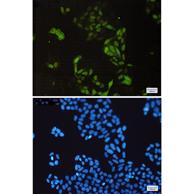 Cyclin A2 Rabbit Monoclonal Antibody | 兔单抗 | EnkiLife恩玑生命