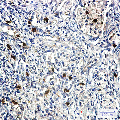Cyclin E2 Rabbit Monoclonal Antibody | 兔单抗 | EnkiLife恩玑生命