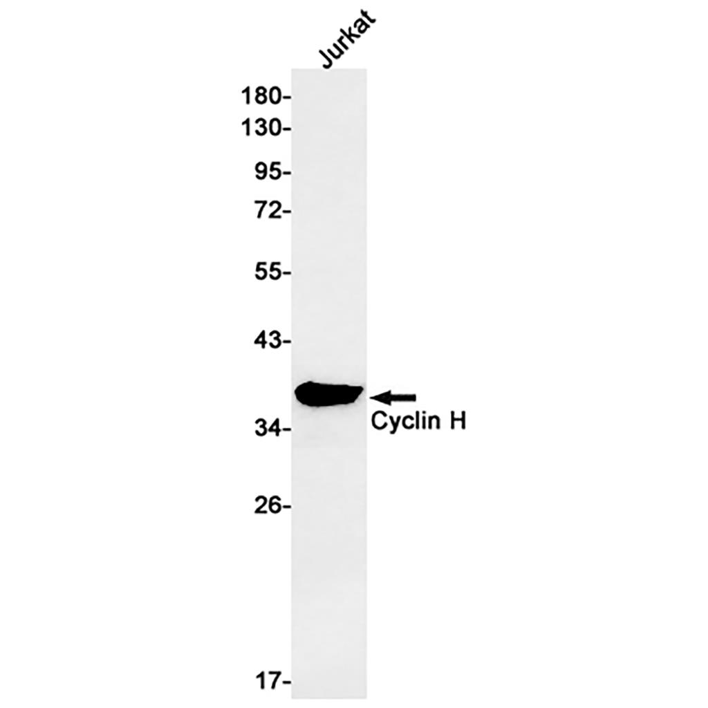 Cyclin H Rabbit Monoclonal Antibody | 兔单抗 | EnkiLife恩玑生命