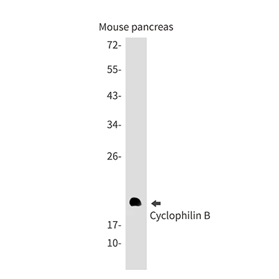 Cyclophilin B Rabbit Monoclonal Antibody | 兔单抗 | EnkiLife恩玑生命