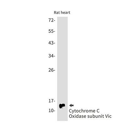 Cytochrome C Oxidase subunit Vic Rabbit Monoclonal Antibody | 兔单抗 | EnkiLife恩玑生命