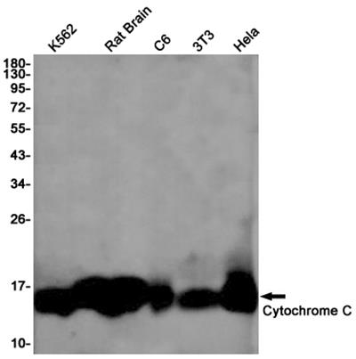 Cytochrome C Rabbit Monoclonal Antibody | 兔单抗 | EnkiLife恩玑生命
