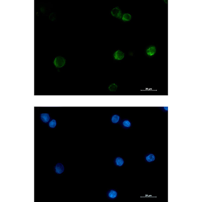 Cytochrome C Rabbit Monoclonal Antibody | 兔单抗 | EnkiLife恩玑生命