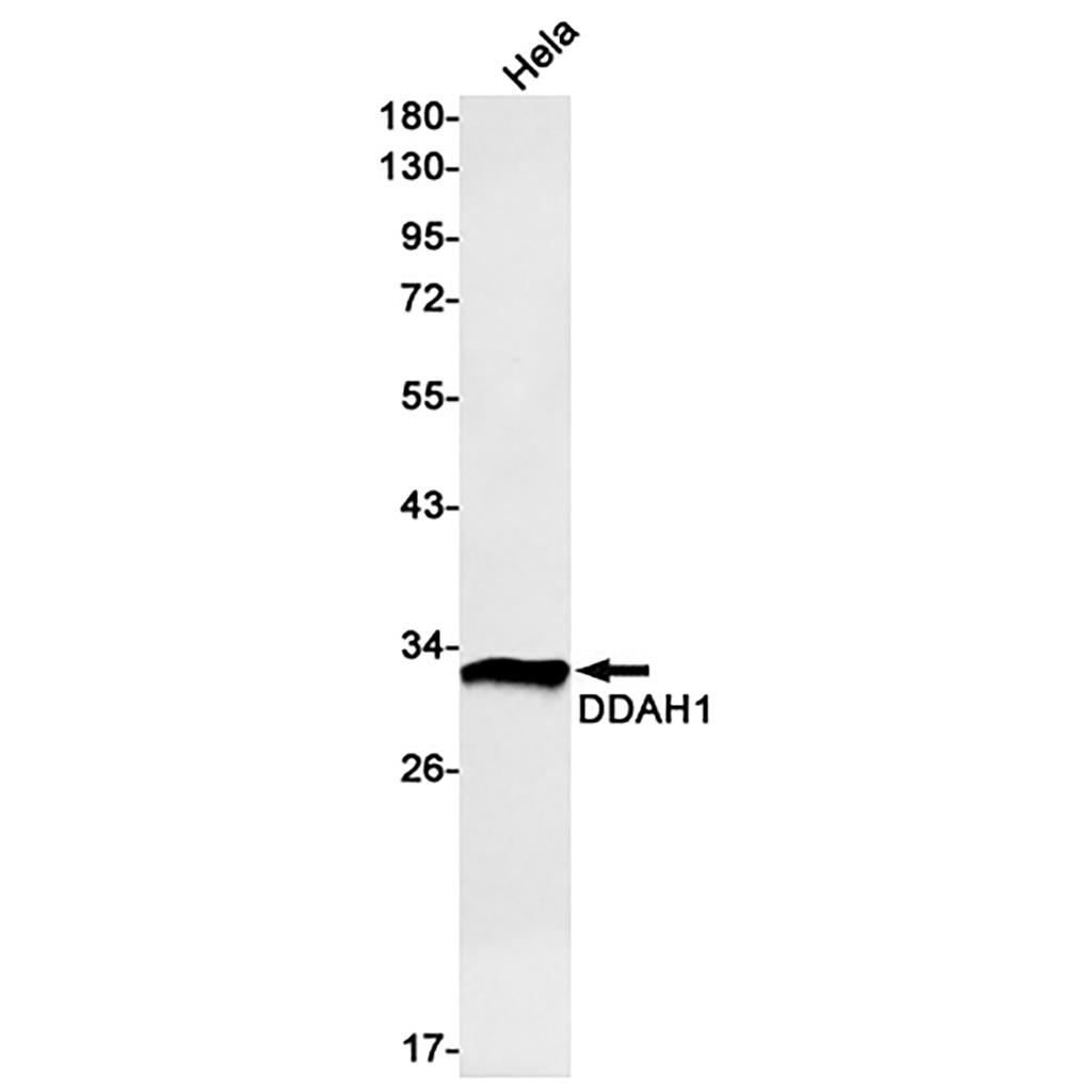 DDAH1 Rabbit Monoclonal Antibody | 兔单抗 | EnkiLife恩玑生命