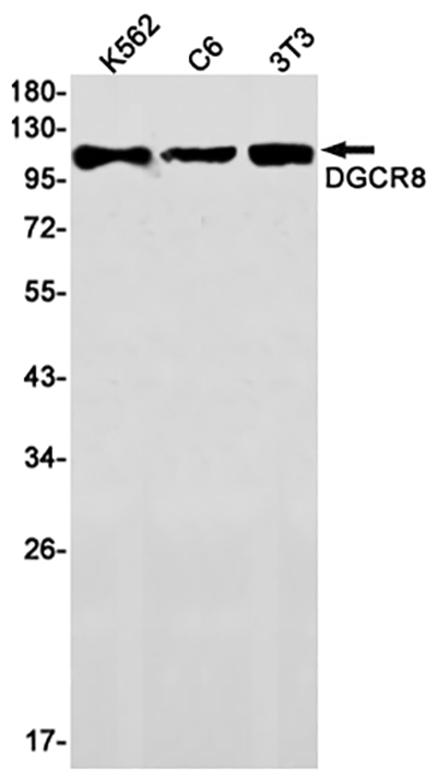 DGCR8 Rabbit Monoclonal Antibody | 兔单抗 | EnkiLife恩玑生命