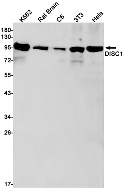 DISC1 Rabbit Monoclonal Antibody | 兔单抗 | EnkiLife恩玑生命