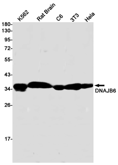 DNAJB6 Rabbit Monoclonal Antibody | 兔单抗 | EnkiLife恩玑生命