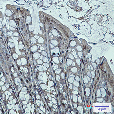 DNAJB6 Rabbit Monoclonal Antibody | 兔单抗 | EnkiLife恩玑生命