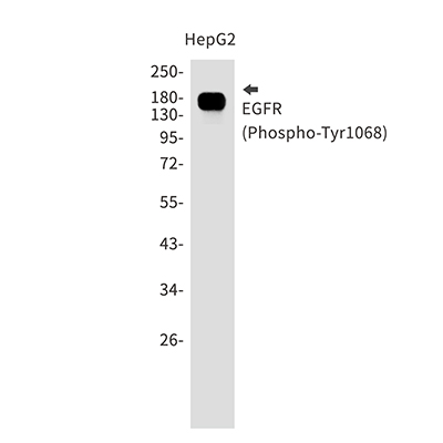 Phospho-EGFR (Tyr1068) Rabbit Monoclonal Antibody | 兔单抗 | EnkiLife恩玑生命