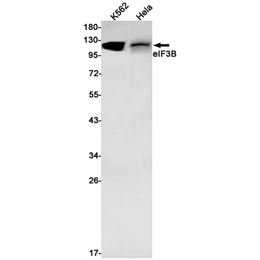 eIF3B Rabbit Monoclonal Antibody | 兔单抗 | EnkiLife恩玑生命