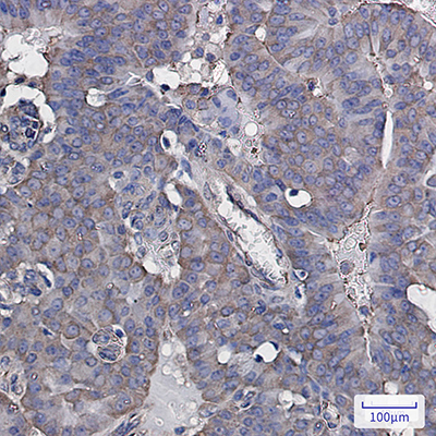 eIF3B Rabbit Monoclonal Antibody | 兔单抗 | EnkiLife恩玑生命