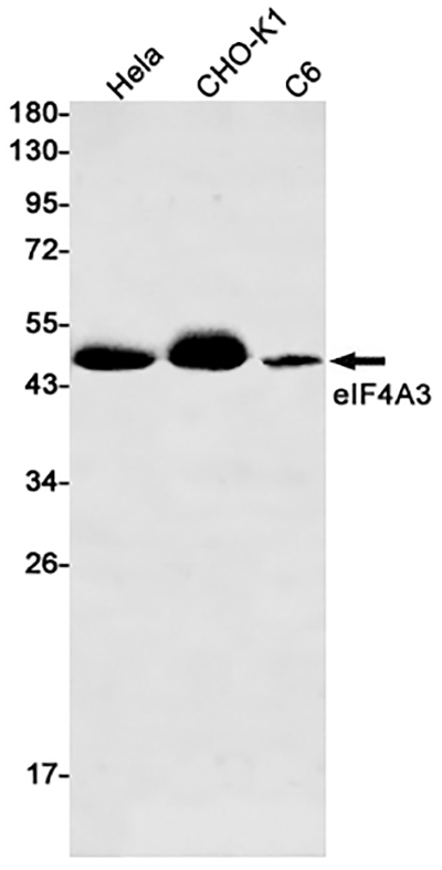 eIF4A3 Rabbit Monoclonal Antibody | 兔单抗 | EnkiLife恩玑生命