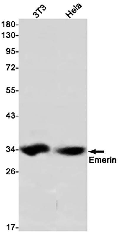 Emerin Rabbit Monoclonal Antibody | 兔单抗 | EnkiLife恩玑生命