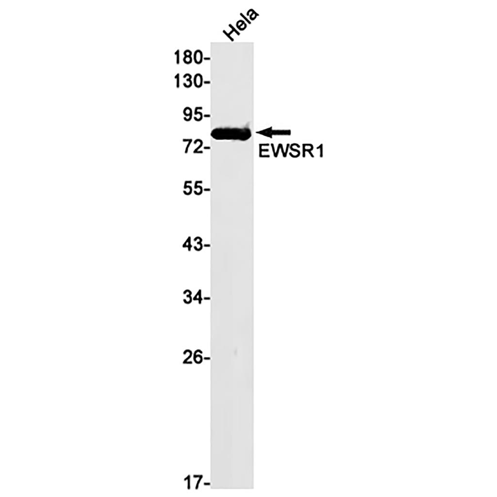 EWSR1 Rabbit Monoclonal Antibody | 兔单抗 | EnkiLife恩玑生命