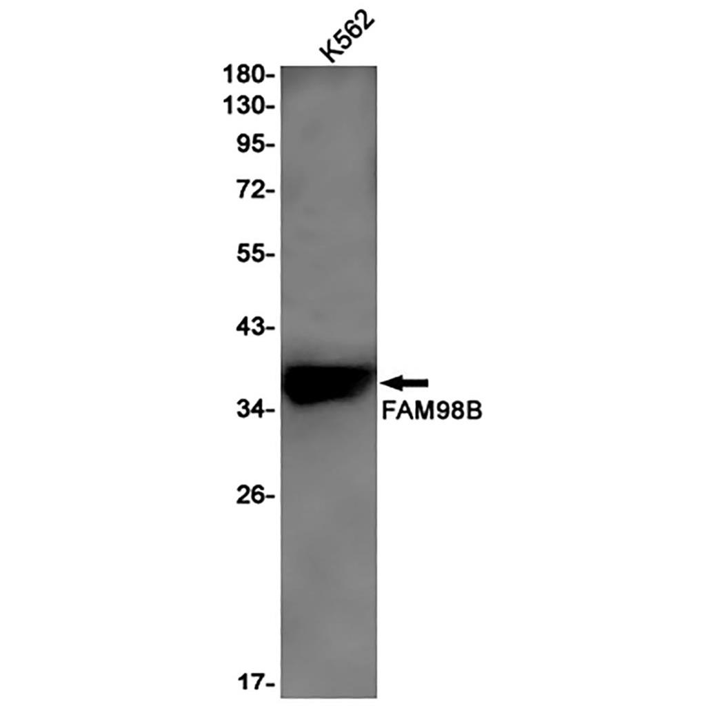 FAM98B Rabbit Monoclonal Antibody | 兔单抗 | EnkiLife恩玑生命