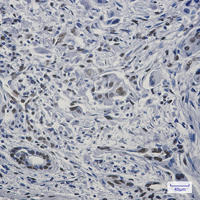 FAM98B Rabbit Monoclonal Antibody | 兔单抗 | EnkiLife恩玑生命