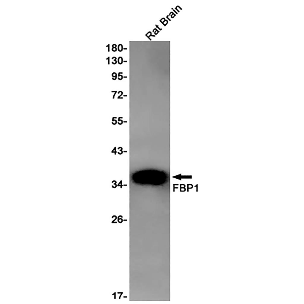 FBP1 Rabbit Monoclonal Antibody | 兔单抗 | EnkiLife恩玑生命