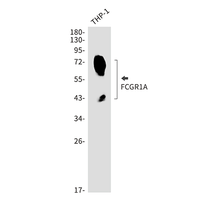 FCGR1A Rabbit Monoclonal Antibody | 兔单抗 | EnkiLife恩玑生命