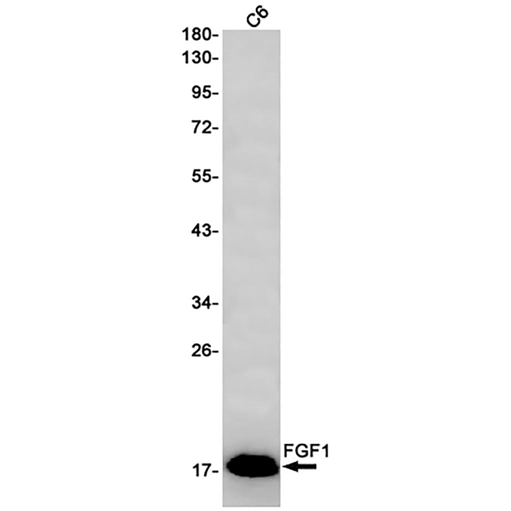 FGF1 Rabbit Monoclonal Antibody | 兔单抗 | EnkiLife恩玑生命
